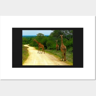 Giraffes, Kruger National Park, South Africa Posters and Art